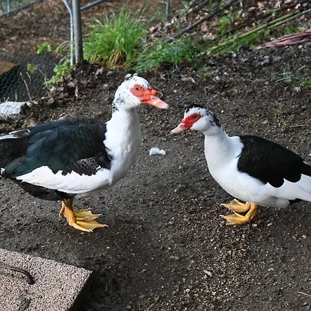 Farm stay Quinta Ecologica Da Peneda By Peneda Ecofarm Arcos de Valdevez