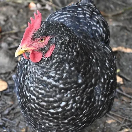 Quinta Ecologica Da Peneda By Peneda Ecofarm Çiftlik konaklama *