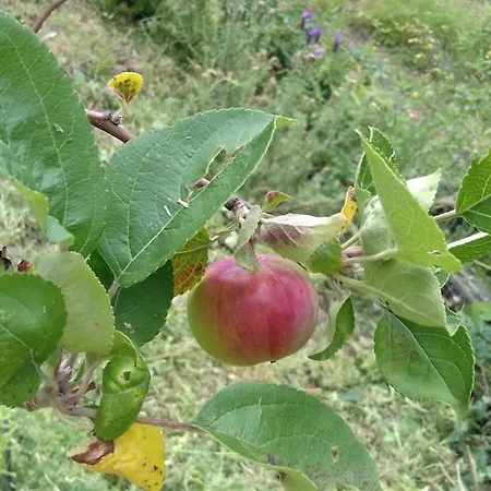 Quinta Ecologica Da Peneda By Peneda Ecofarm Çiftlik konaklama Arcos de Valdevez
