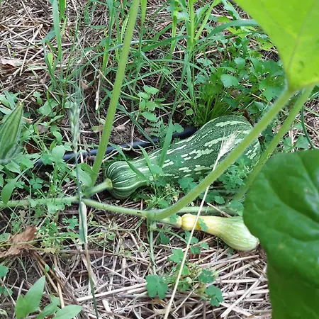 Çiftlik konaklama Quinta Ecologica Da Peneda By Peneda Ecofarm *