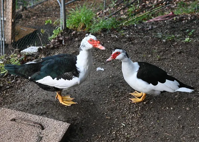 مزرعة للإقامة Quinta Ecologica Da Peneda By Peneda Ecofarm اركوس دي فالديفيز