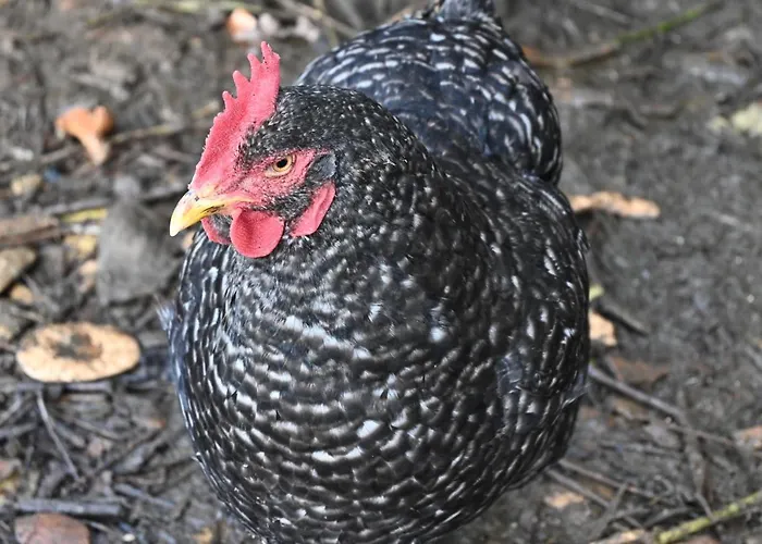 Quinta Ecologica Da Peneda By Peneda Ecofarm مزرعة للإقامة *