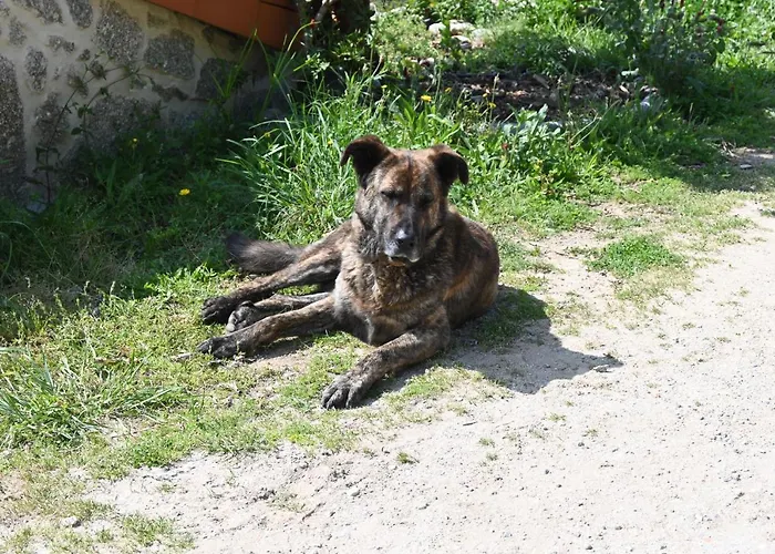 Quinta Ecologica Da Peneda By Peneda Ecofarm * 阿尔库什迪瓦尔德维什