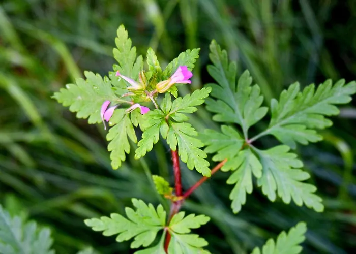 Quinta Ecologica Da Peneda By Peneda Ecofarm اركوس دي فالديفيز