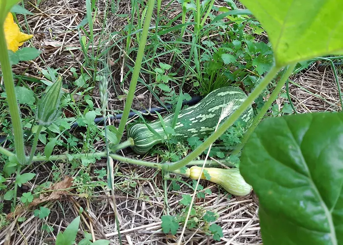 农家乐 Quinta Ecologica Da Peneda By Peneda Ecofarm *